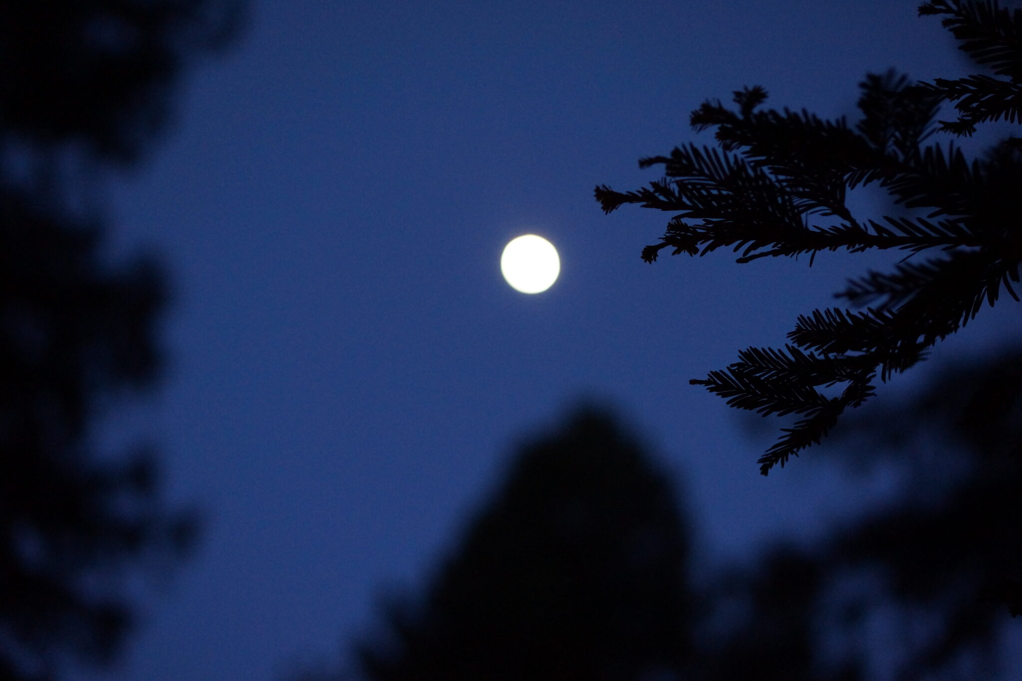 The moon at night framed by blurry tree canopy silhouettes