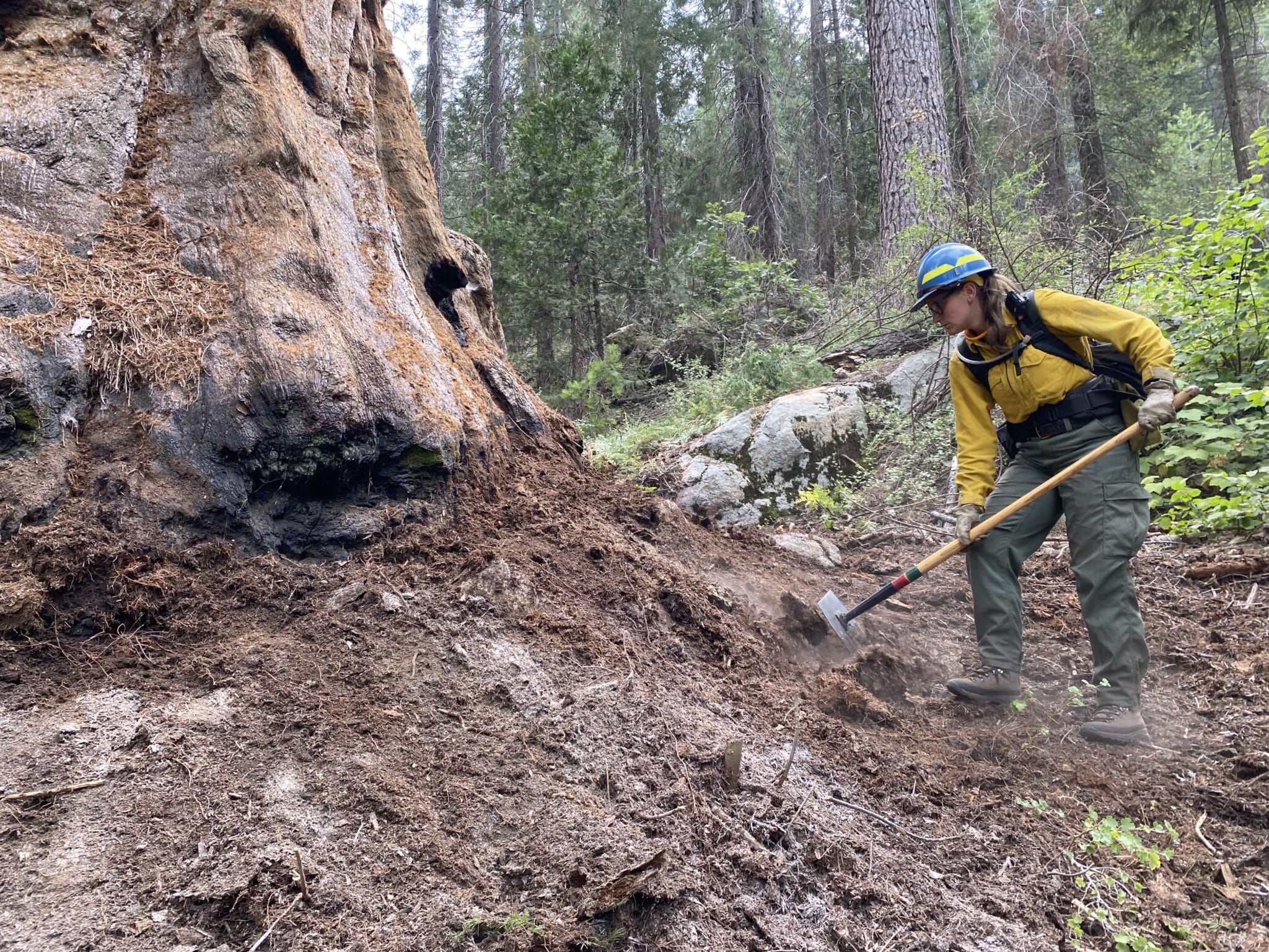 A person in a blue hard hat shovels near the base of a large tree