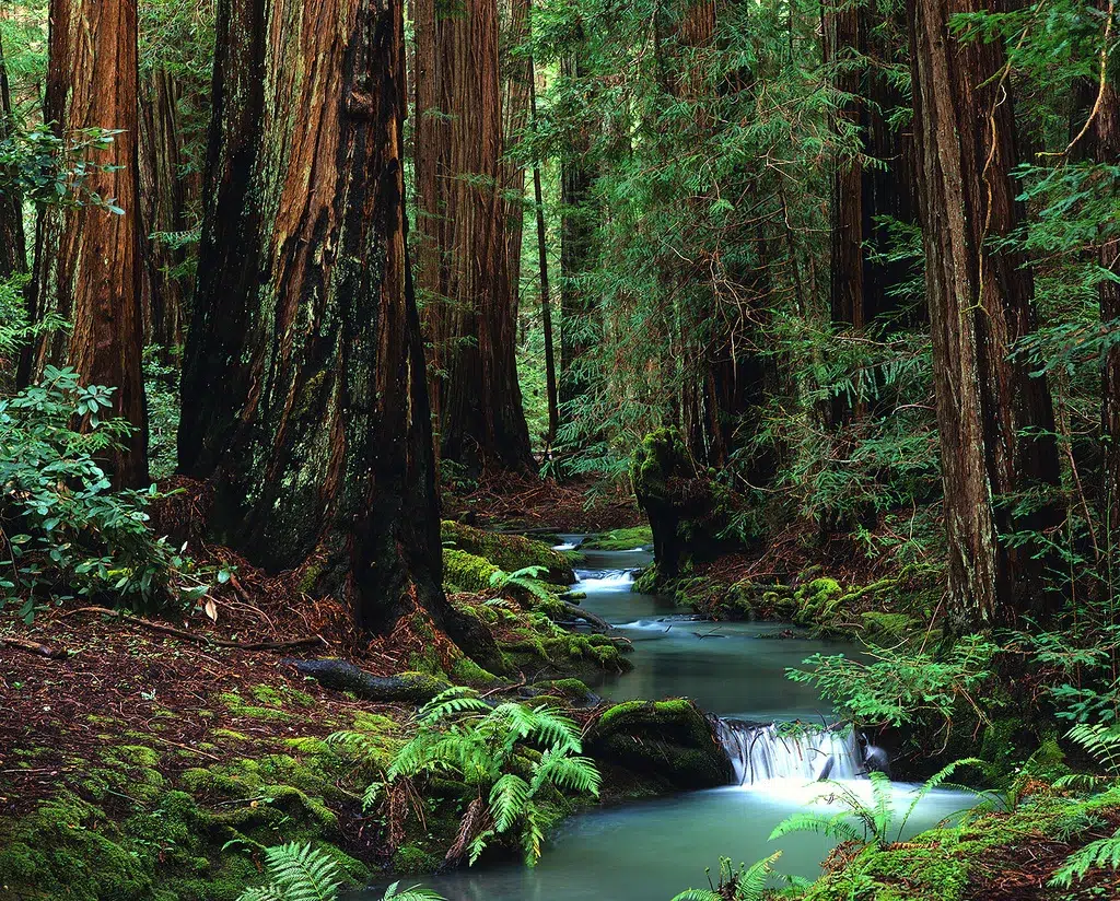 Creek through a redwood forest