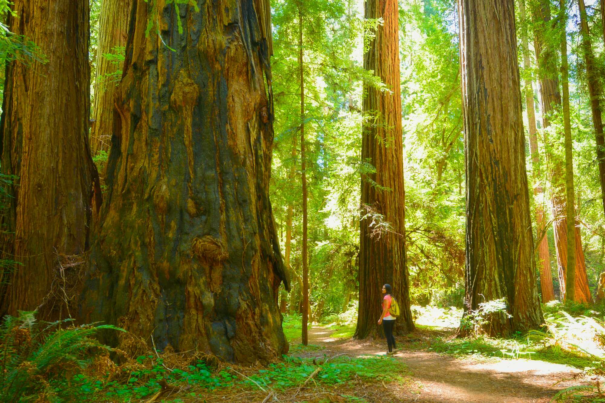 A person wearing orange stares at a massive redwood tree