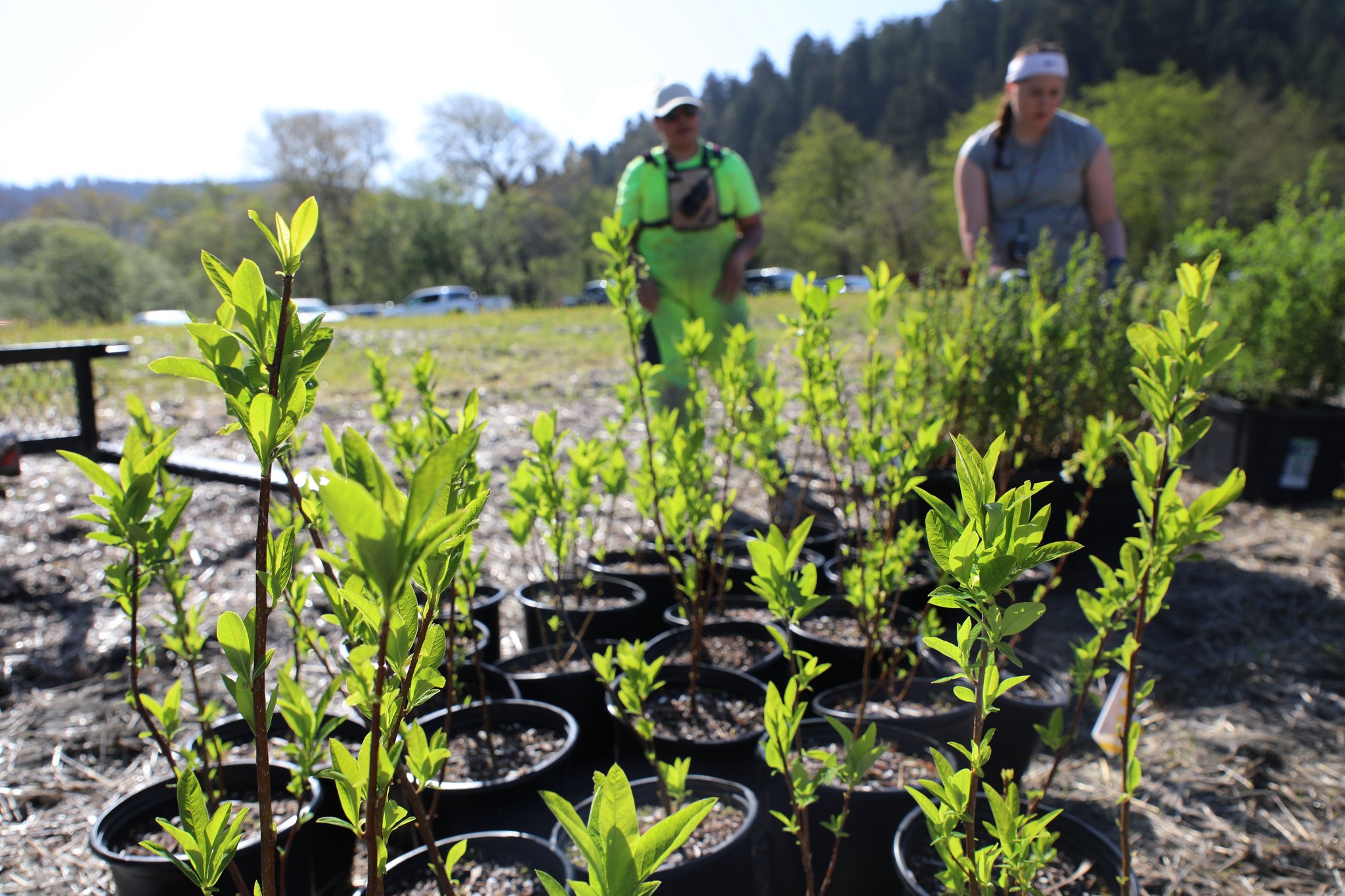 small pots with saplings are laid out on a plot of land with two workers in the b background