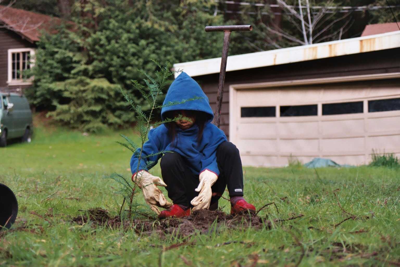 A child in a blue hoodie squats on a field of grass while planting a tree