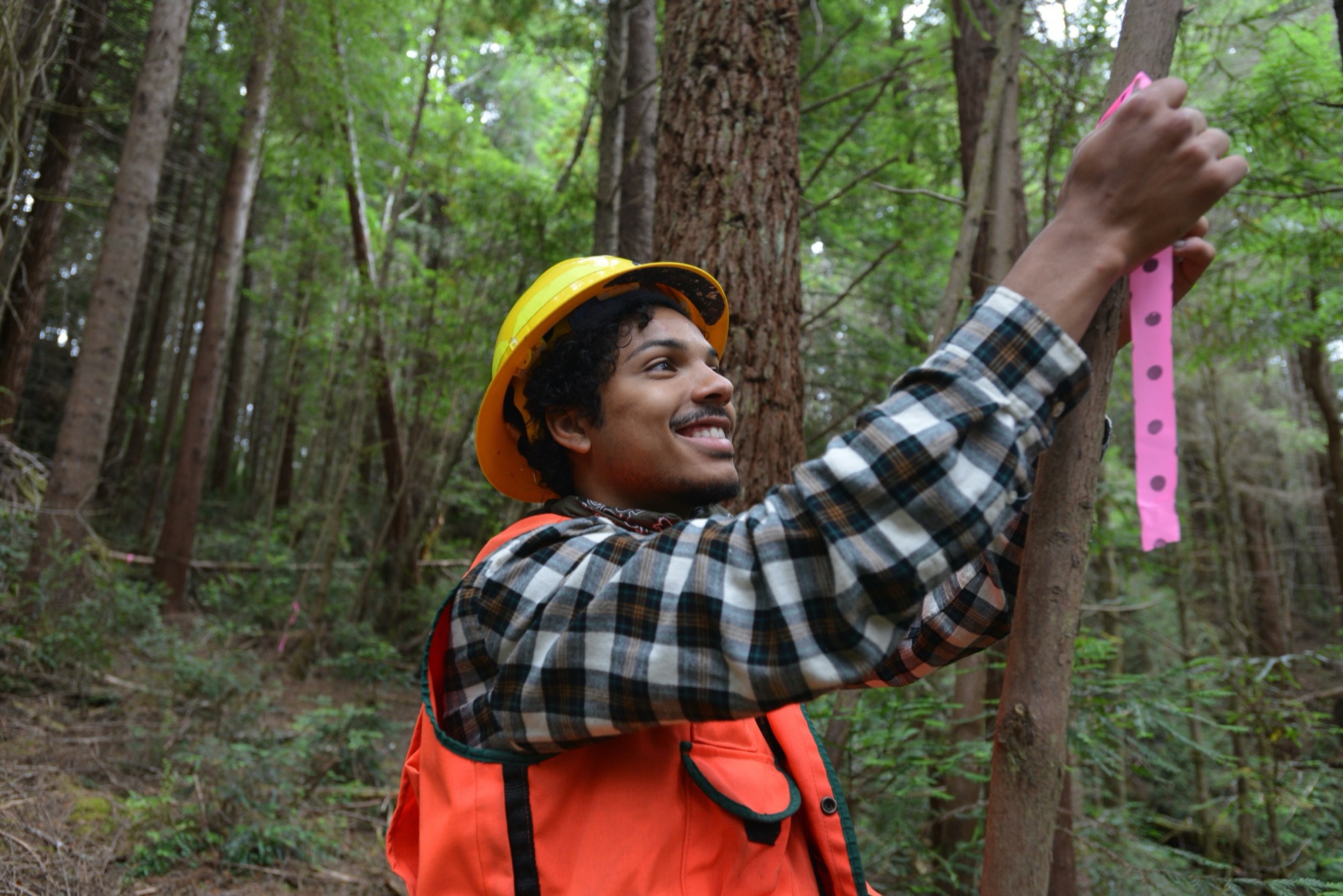 A man in a hard hat and hi-viz vest surveys a tree while holding pink tape