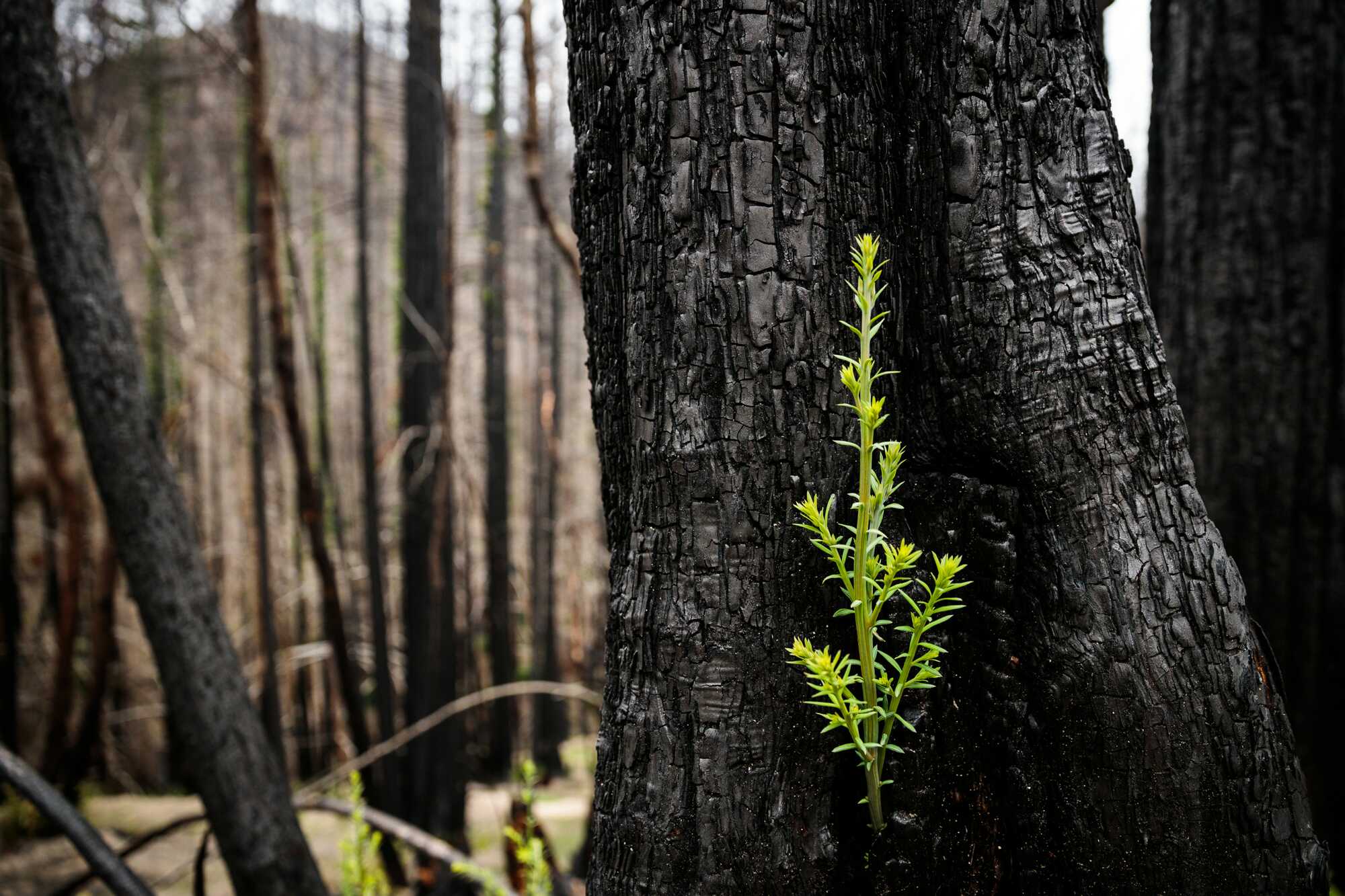 Green leaves on black redwood tree trunk.