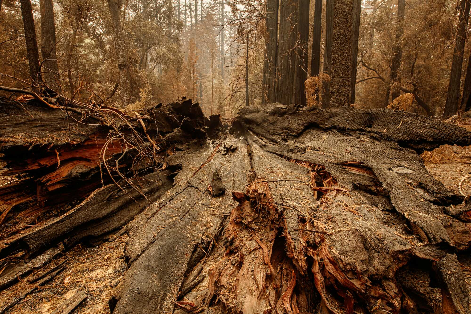Broken tree bark in the foreground of a brownish forest backdrop