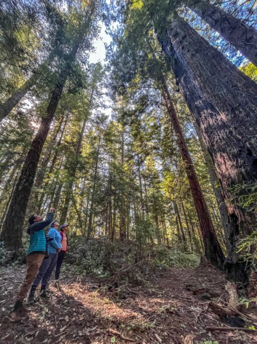 Hikers look up at the canopy of a redwood in Harold Richardson Redwoods Reserve
