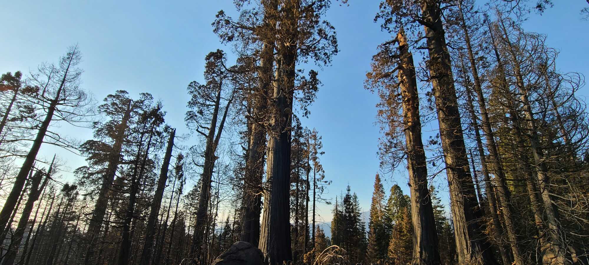 Giant Sequoias stand tall within burn site