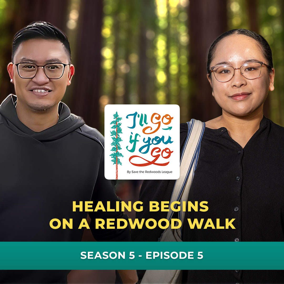 Healing Begins on a Redwood Walk cover art
