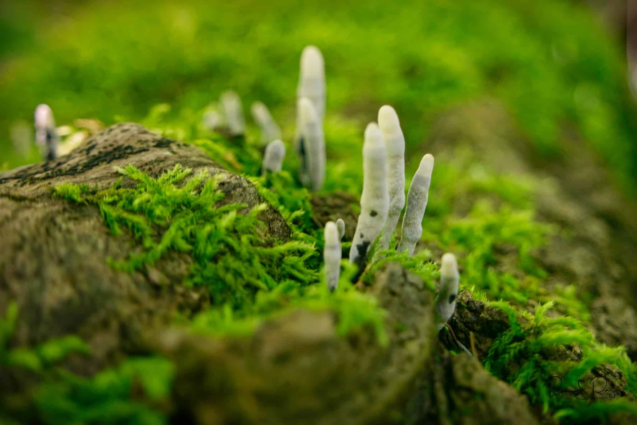 Thin, pale fungii that look like fingers emerge from moss