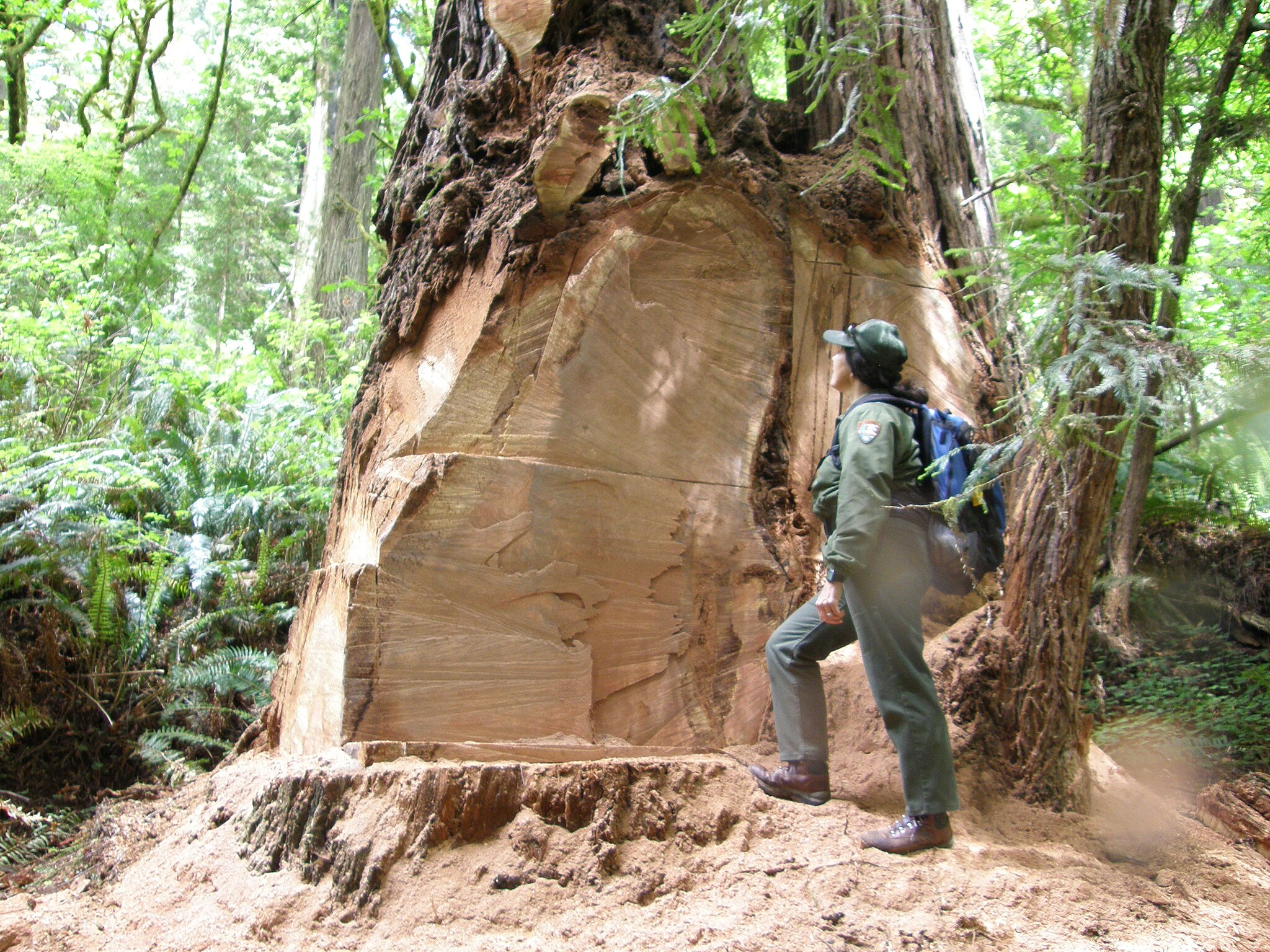 A park ranger inspects a redwood tree, that has been vandalized to steal a 