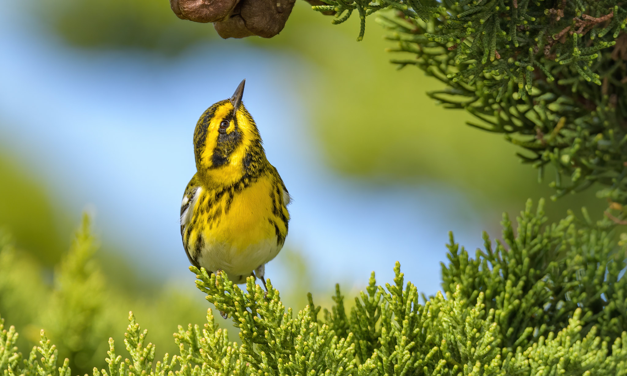a yellow bird with dark brown patches looks upward, framed by pine-needles below and a partially visible pinecone above