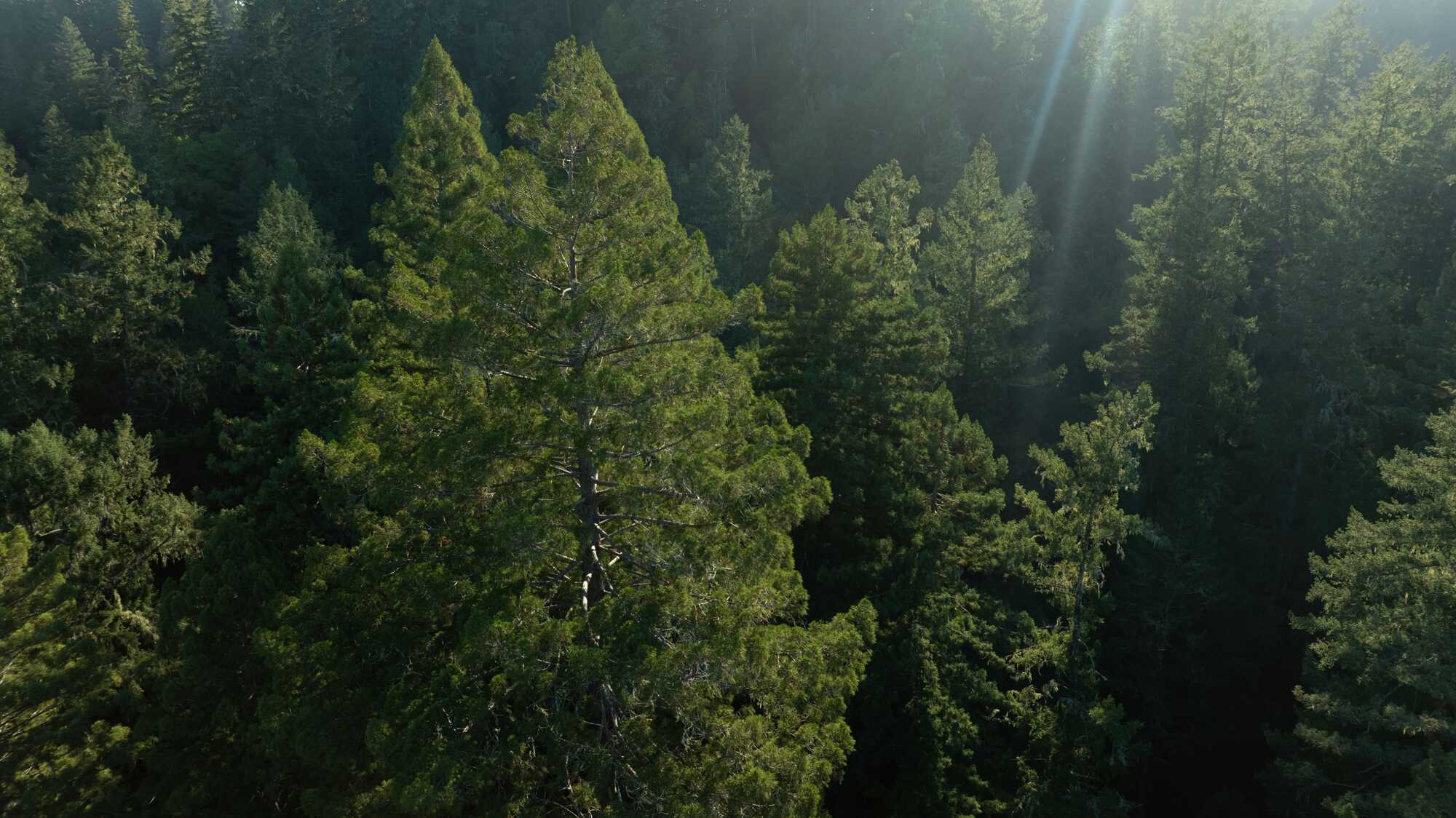 lateral aerial view of a coast redwood tree canopy with sunlight streaming through the trees
