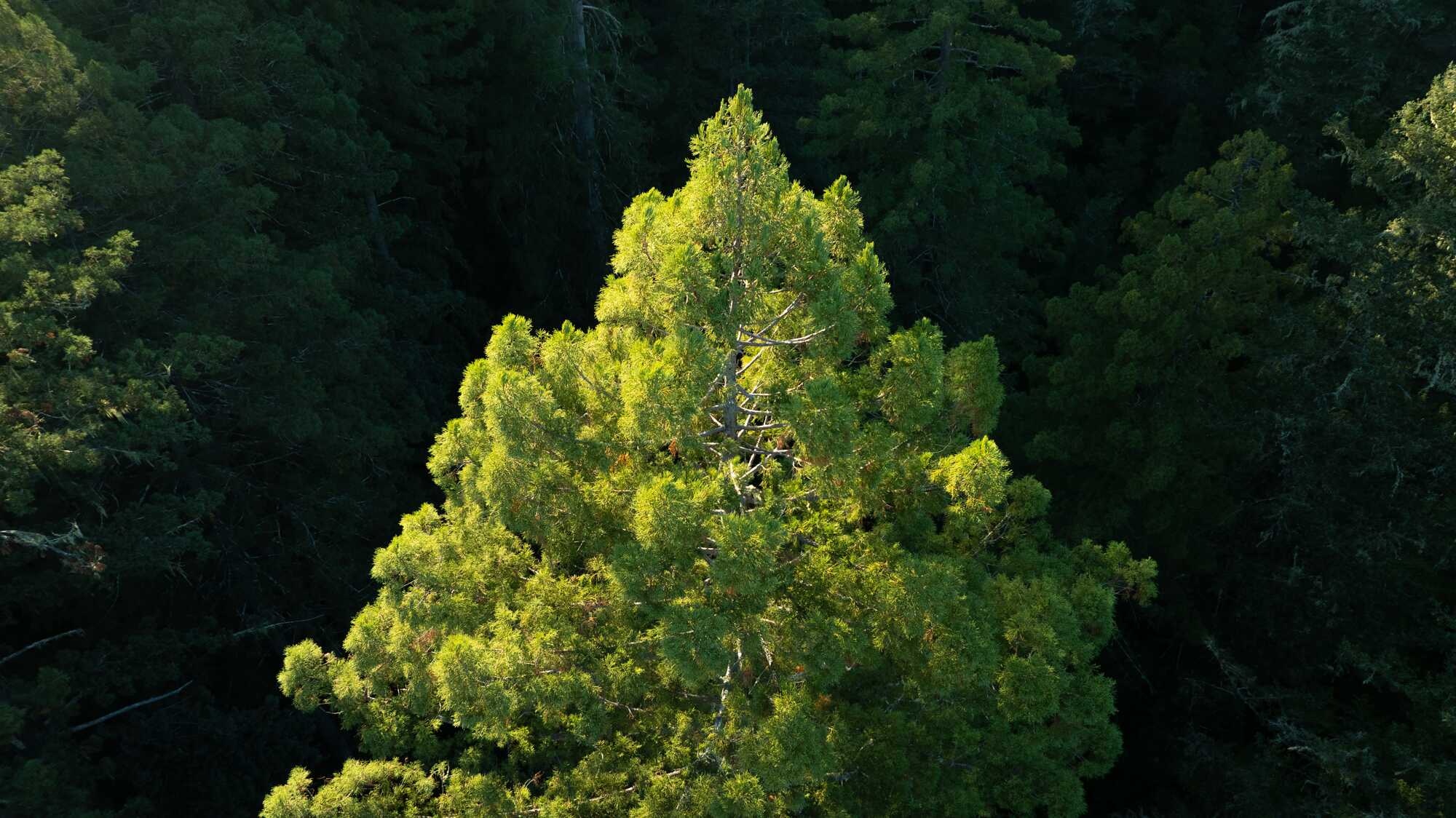 coast redwood tree canopy looking down