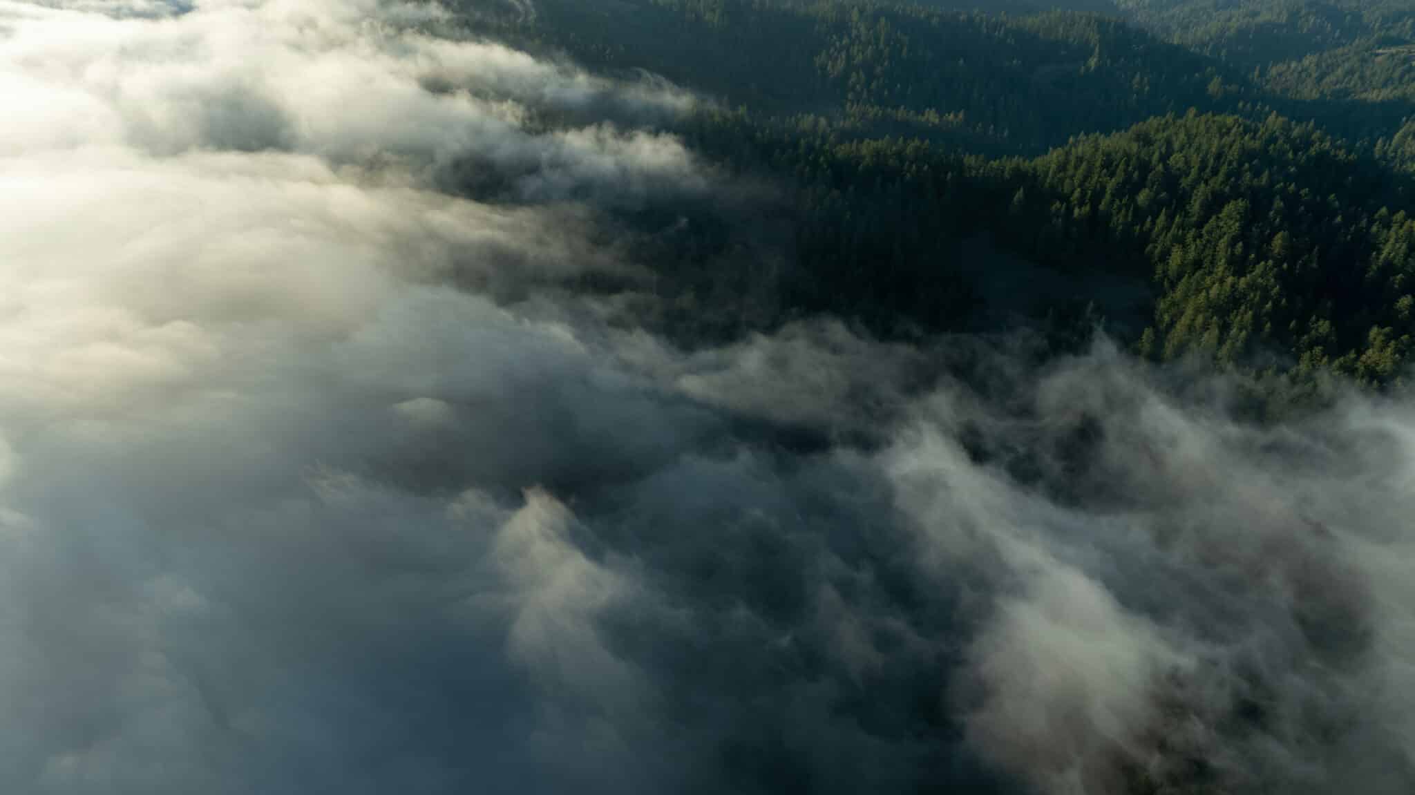 fog bank rolling over a vast expanse of redwoods forest from above
