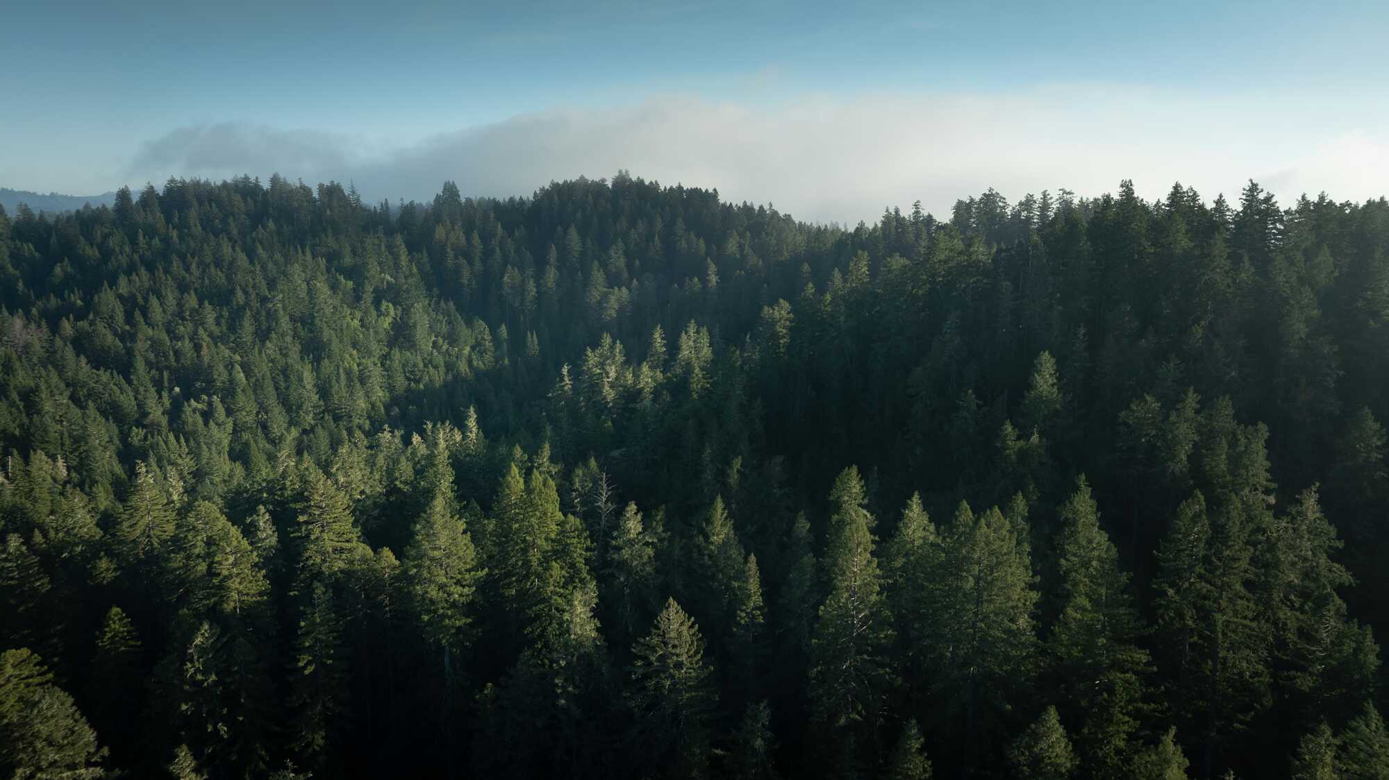 lateral aerial view of a coast redwood tree canopy scenic vista