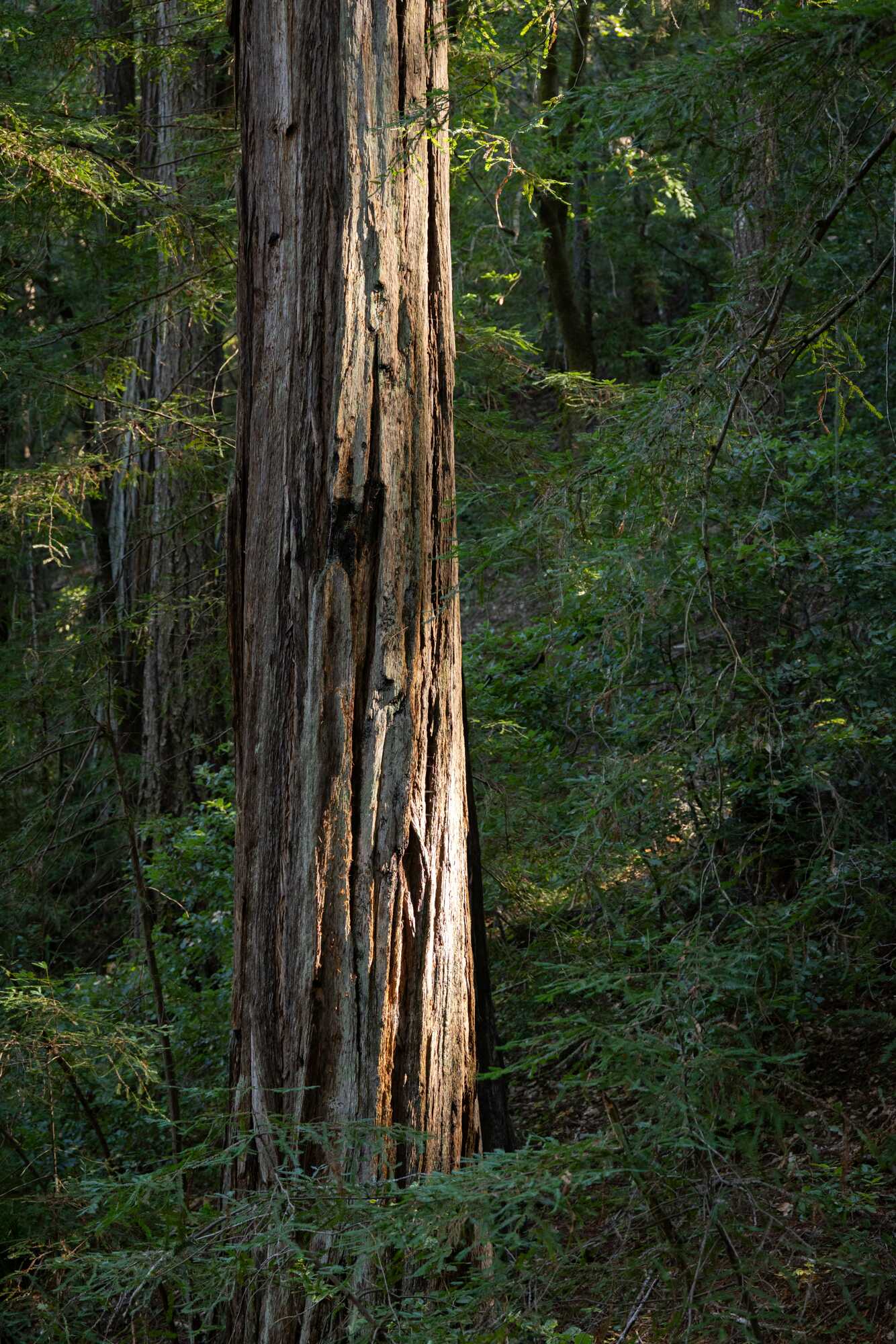 coast redwood tree in sunlight