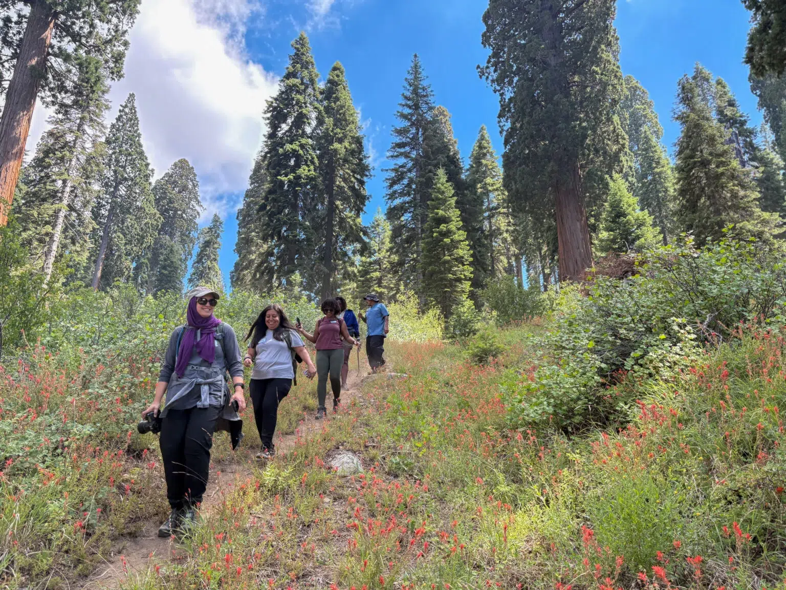 A group of hikers descend a forested trail.