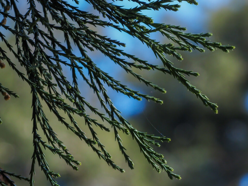 Close up of giant sequoia leaves