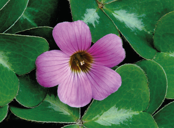 Sorrel by JGinSF;Flickr Sorrel bloom