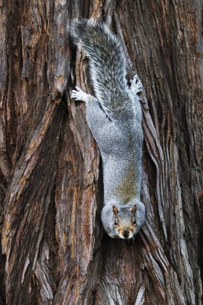 Squirrel by Kate Pittman Western gray squirrel