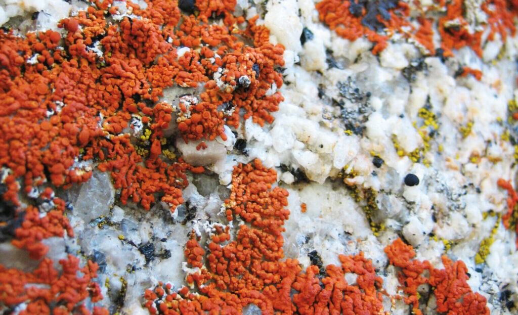Lichen by Save the Redwoods League Sunburst lichen