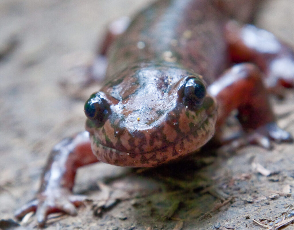 Salamander by Karl Gohl Salamander