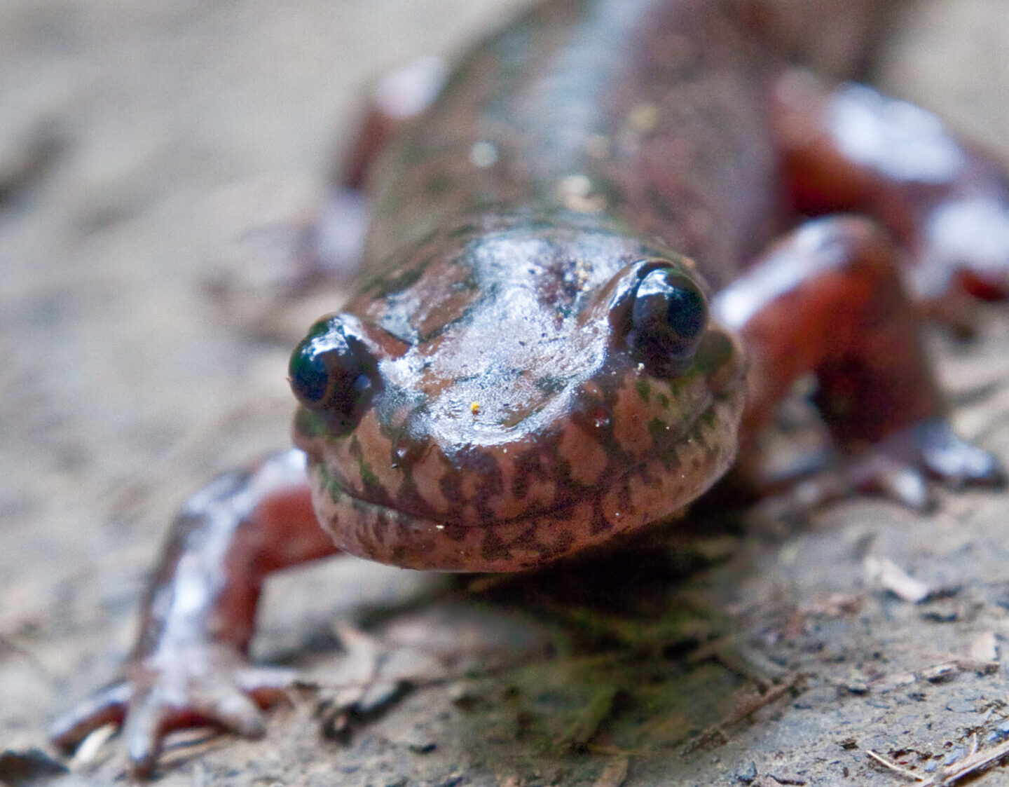 Salamander