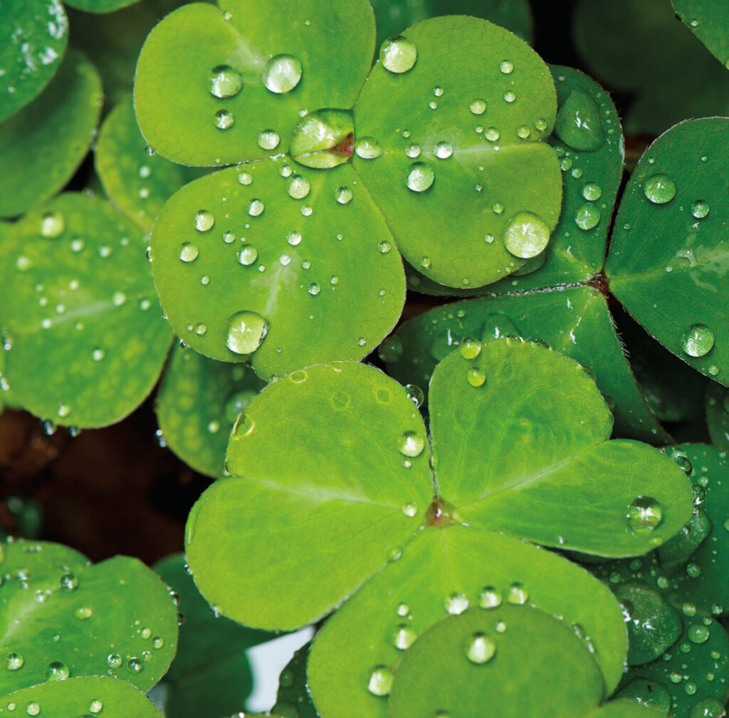 Redwood Sorrell Redwood sorrel