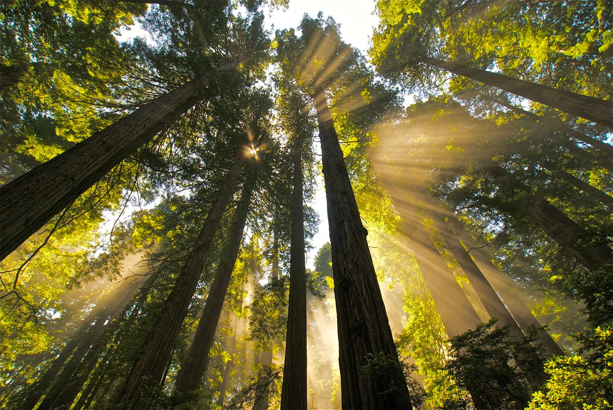 Rays of sunlight shine through a stand of tall redwood trees.