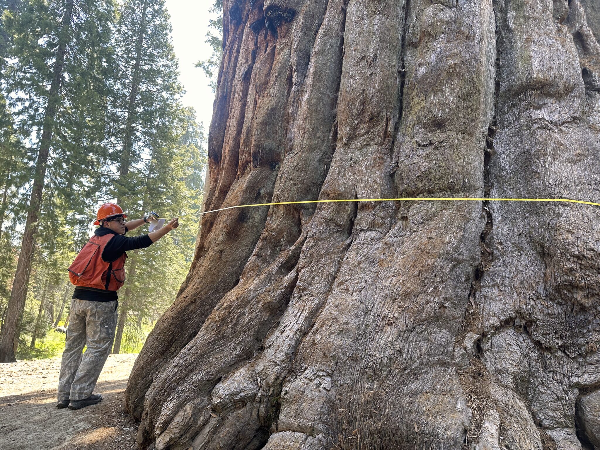 A forester winds a tape measure around the base of a massive tree trunk.