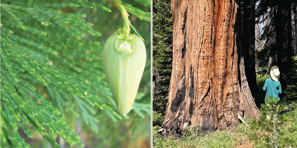 Imposter Tree Is that a redwood? The 7 “imposter” trees that fool us - Save the ...