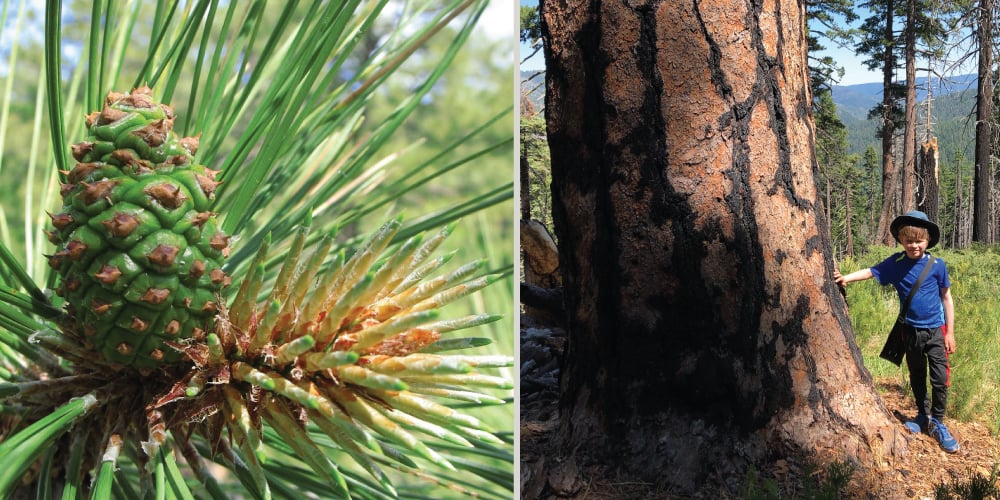 Imposter Tree Is that a redwood? The 7 “imposter” trees that fool us - Save the ...