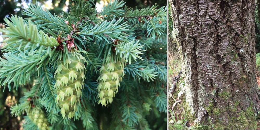 Imposter Tree Is that a redwood? The 7 “imposter” trees that fool us - Save the ...