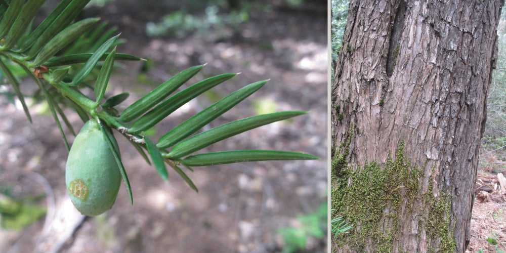 Imposter Tree Is that a redwood? The 7 “imposter” trees that fool us - Save the ...