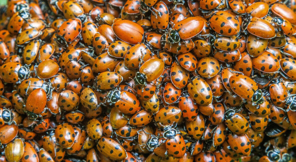 Ladybugs gathering Ladybugs gathering