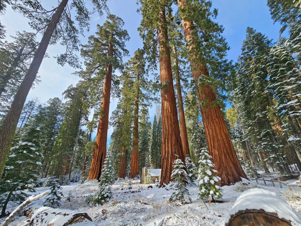 A blanket of snow covers the forest floor beneath towering giant sequoias.