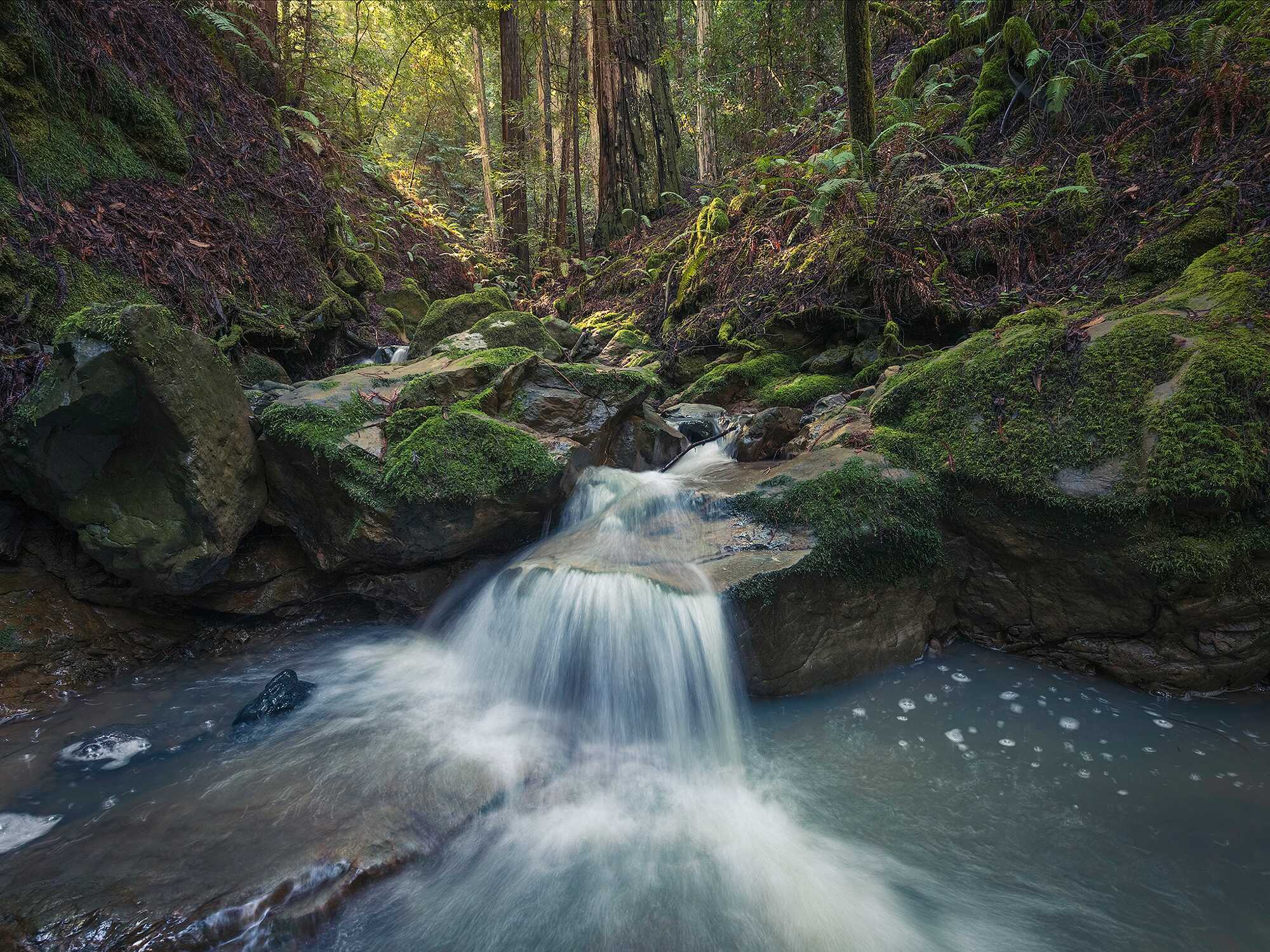 A creek tumbles over boulders in a redwood forest.