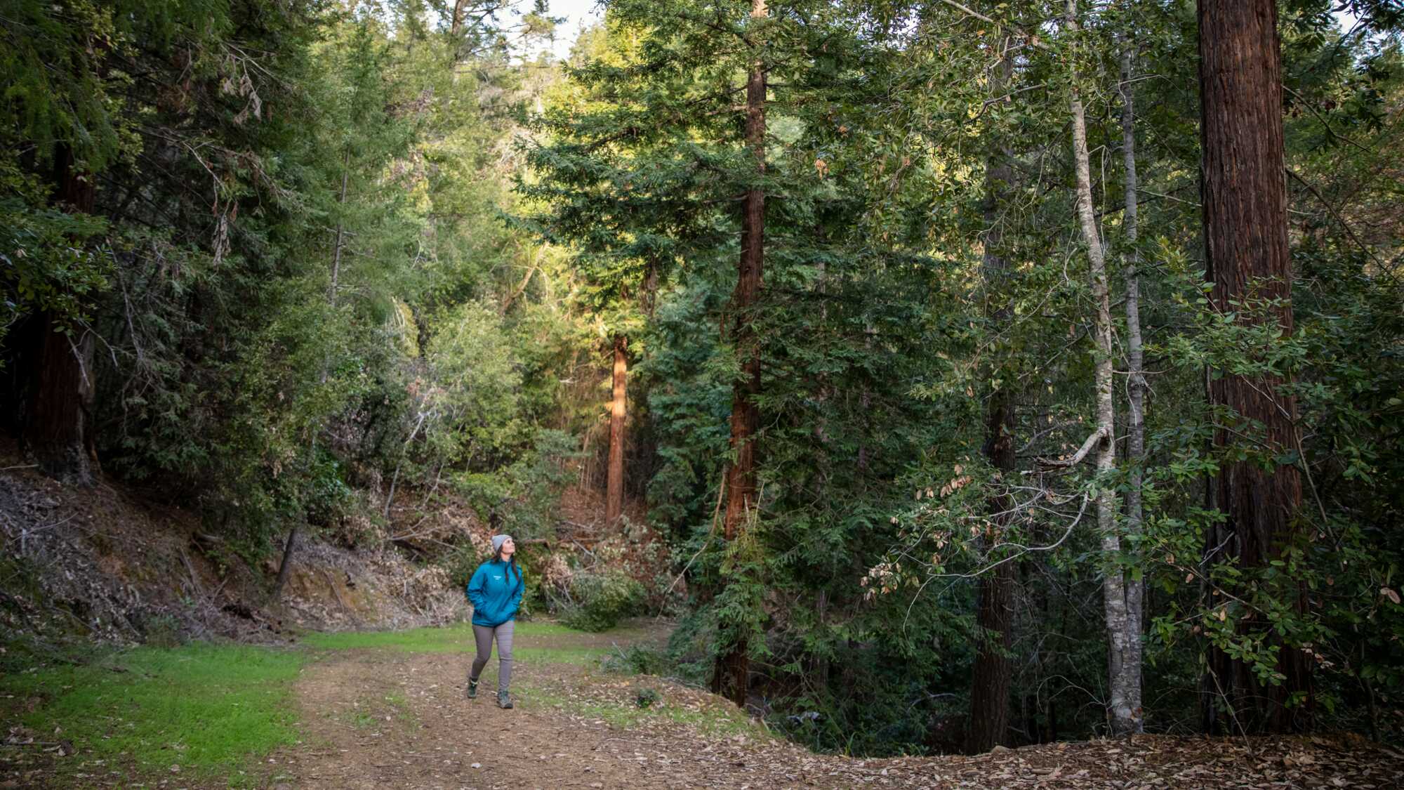 A woman hikes through a redwood grove along a wide path.