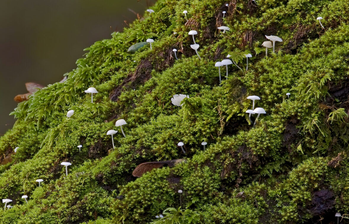 Mushrooms on mossy log