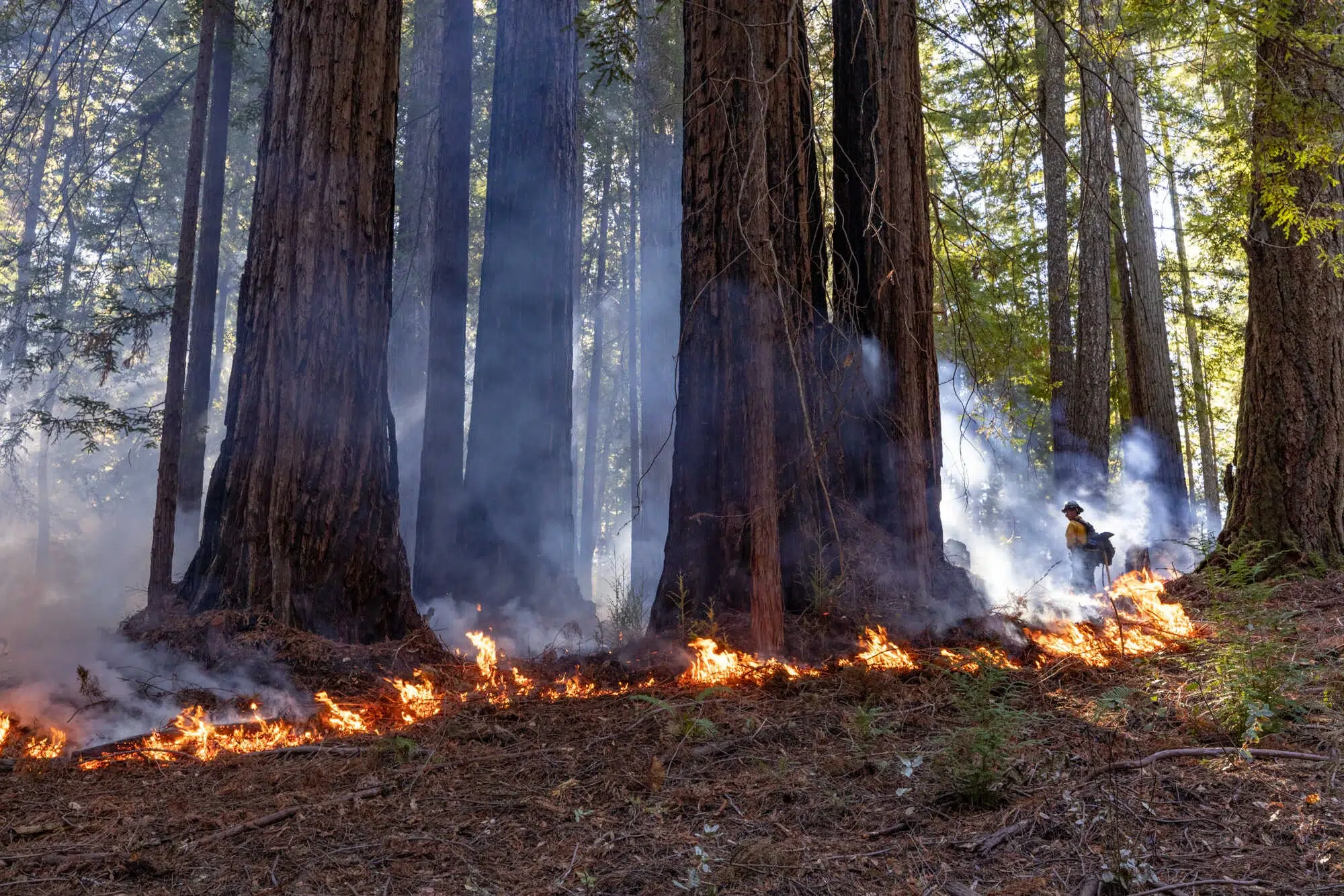A line of low flame in front of tall redwood trees with a helmeted forester in the distance