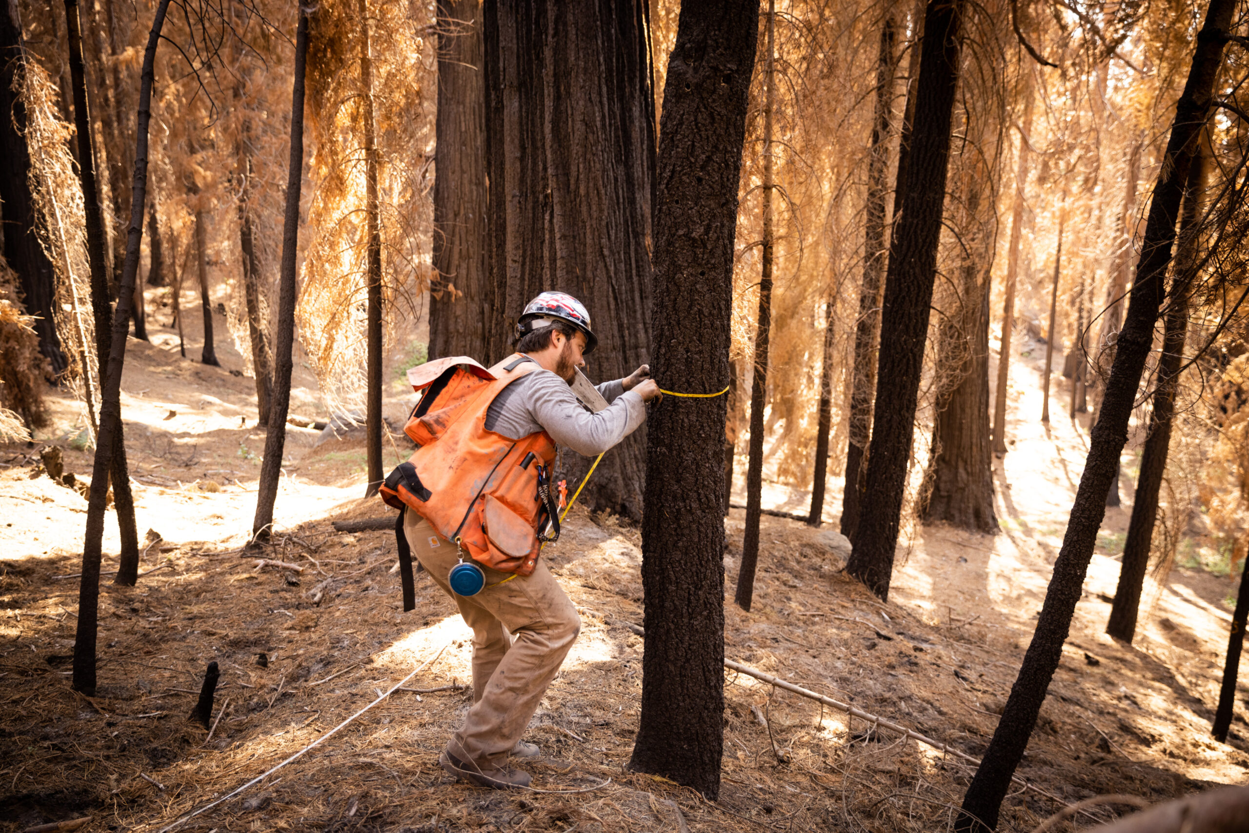 Forest Resources Solutions and Technologies forest analyst Timothy Facemire collects data on the post-fire landscape in the Alder Creek Grove in Sequoia Crest, California on July 15, 2021. Photo credit Max Whittaker