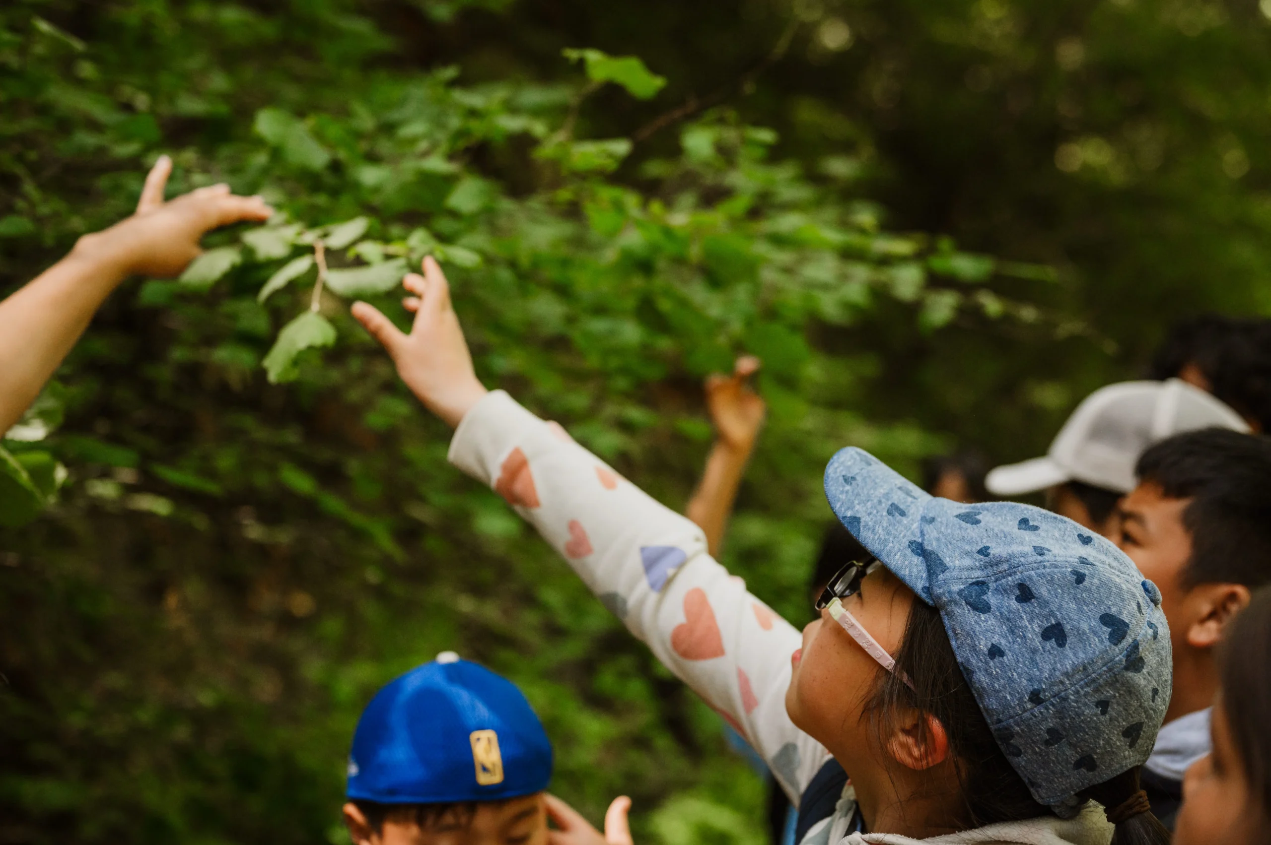 Young girl reaching hand out to feel a redwood frond.