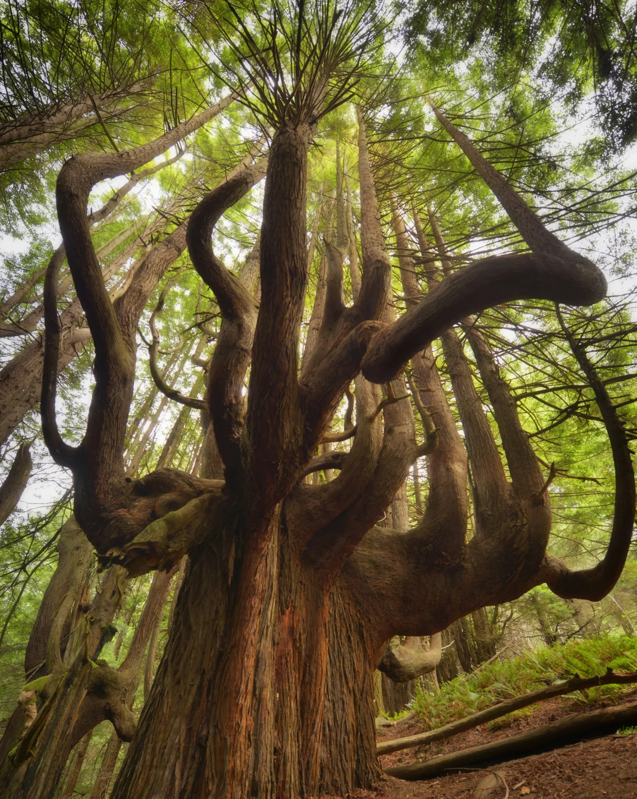 Tree with branching formations shaped by the wind
