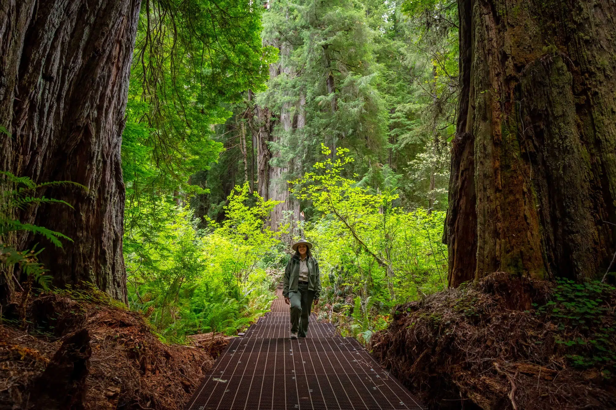 California State Parks ranger on elevated boardwalk at Grove of Titans