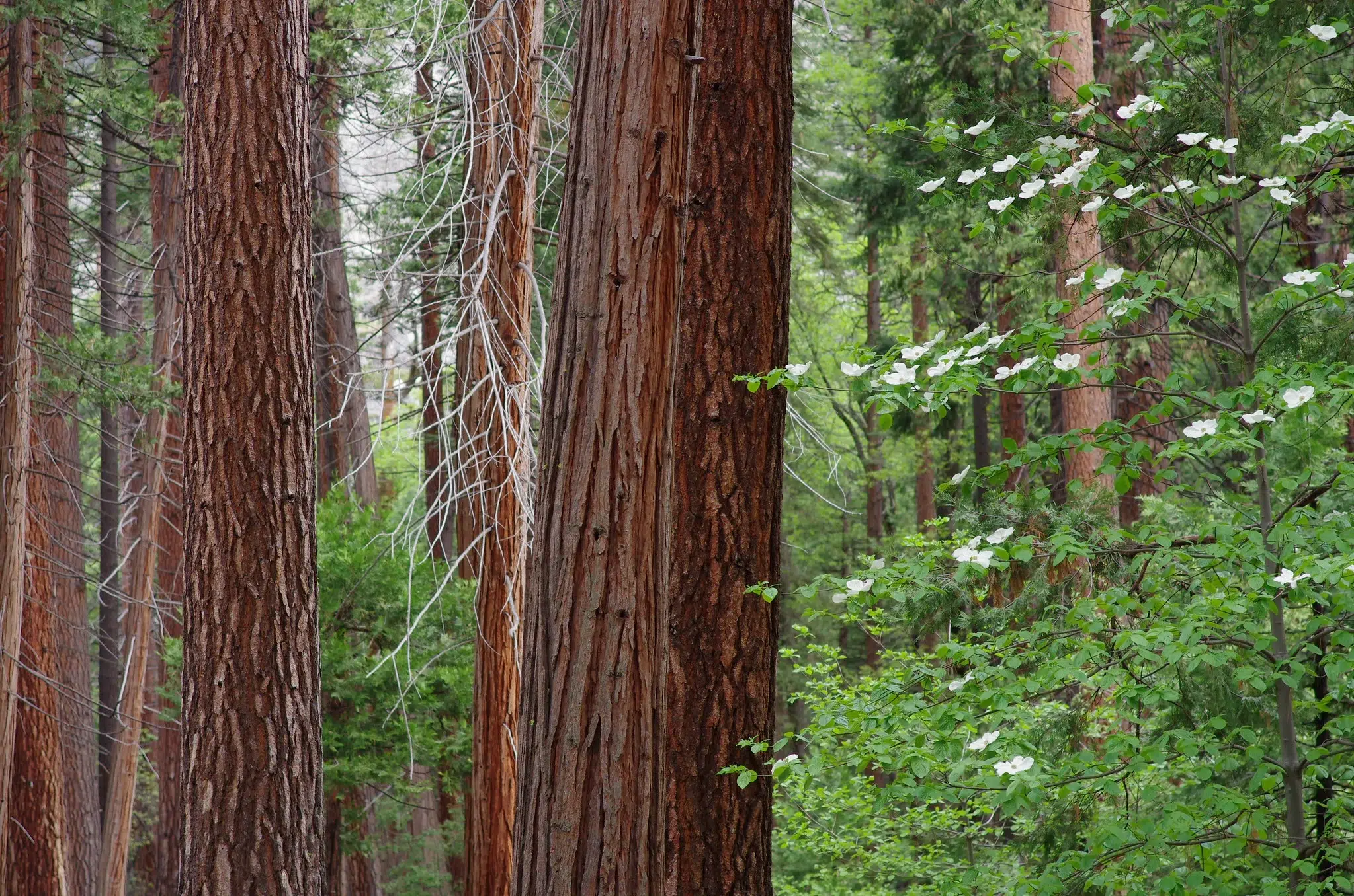 Close up of a tall tree trunk with reddish bark.