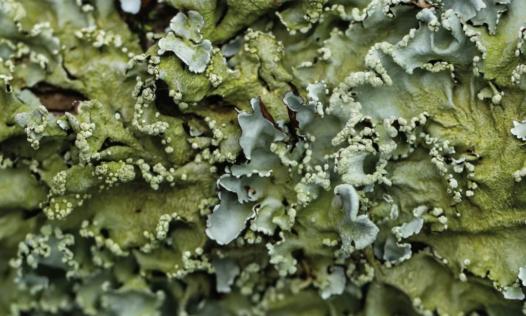 Lichen2 by William Sawalich;Shutterstock