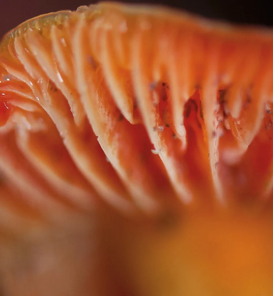 Parrot mushroom by Tonatiuh Trejo-Cantwell