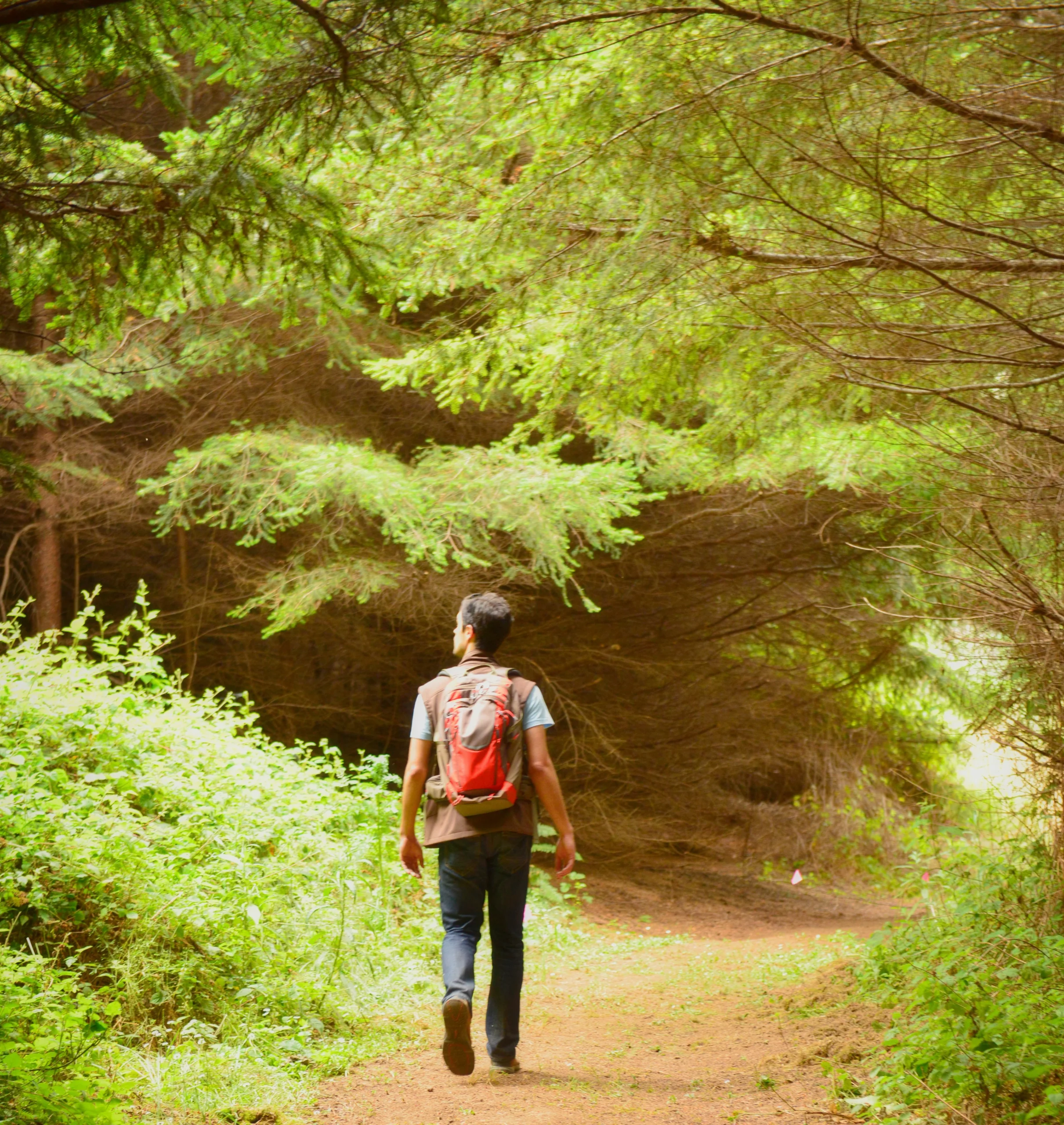 Hiker on forest trail