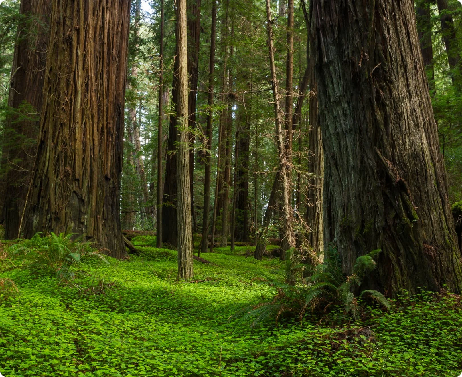 Ancient coastal redwood trees rising above a lush green forest floor in California