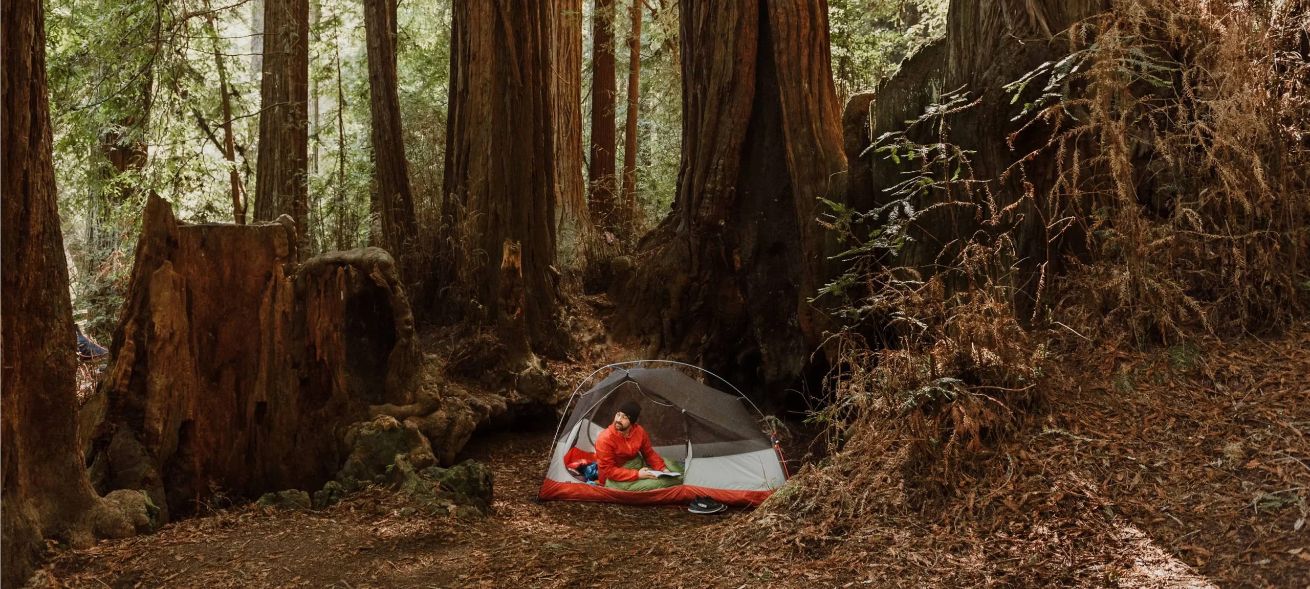 Camper sitting in a tent surrounded by ancient redwood tree stumps in a California forest